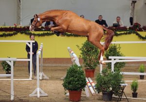 armicore warmblood