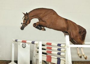 warmblood balou pagio