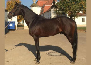 Polartanz stallion warmblood germany